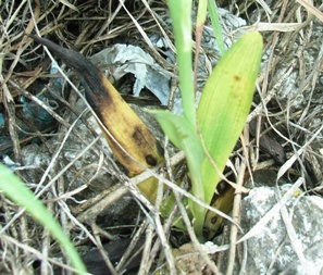 Ophrys apifera   ... in città!!